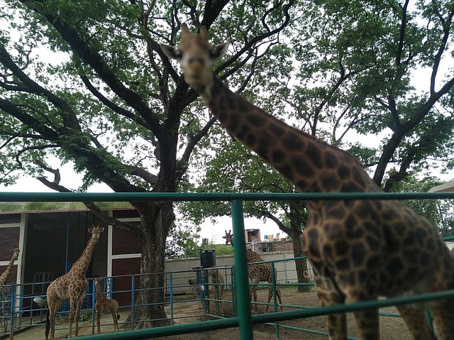 প্রাণীরা আনন্দে মুখরিত। ছবি: প্রথম আলো