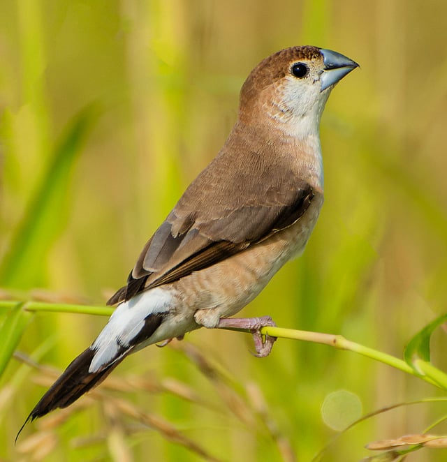 দেশি চাঁদিঠোঁট মুনিয়া। ছবি: আহমাদুজ্জামান শোভন