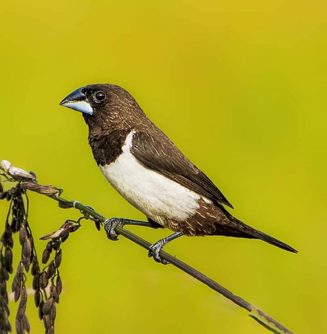ধলা কোমর মুনিয়া। ছবি: আহমাদুজ্জামান শোভন