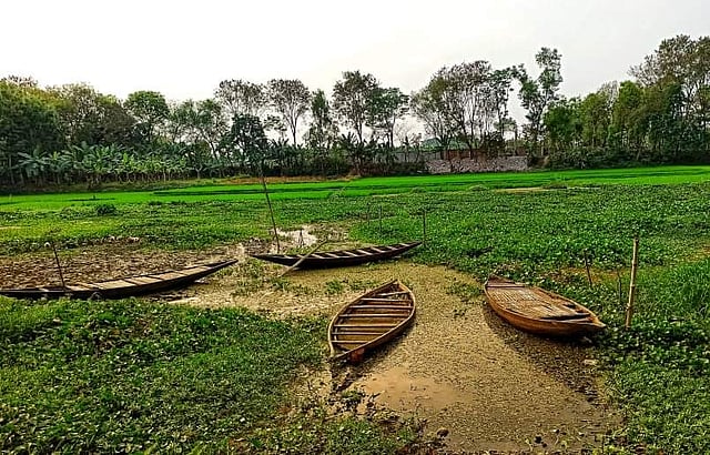 কপোতাক্ষ জমির সঙ্গে মিশে গেছে। মহেশপুর, ঝিনাইদহ। ছবি: সংগৃহীত