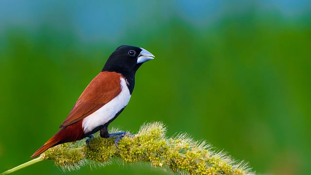 তিনরঙা মুনিয়া। ছবি: আহমাদুজ্জামান শোভন