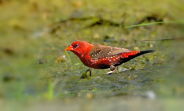 লাল মুনিয়া। ছবি: আহমাদুজ্জামান শোভন