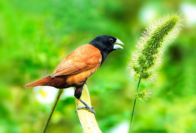 কালো মাথা মুনিয়া। ছবি: আহমাদুজ্জামান শোভন