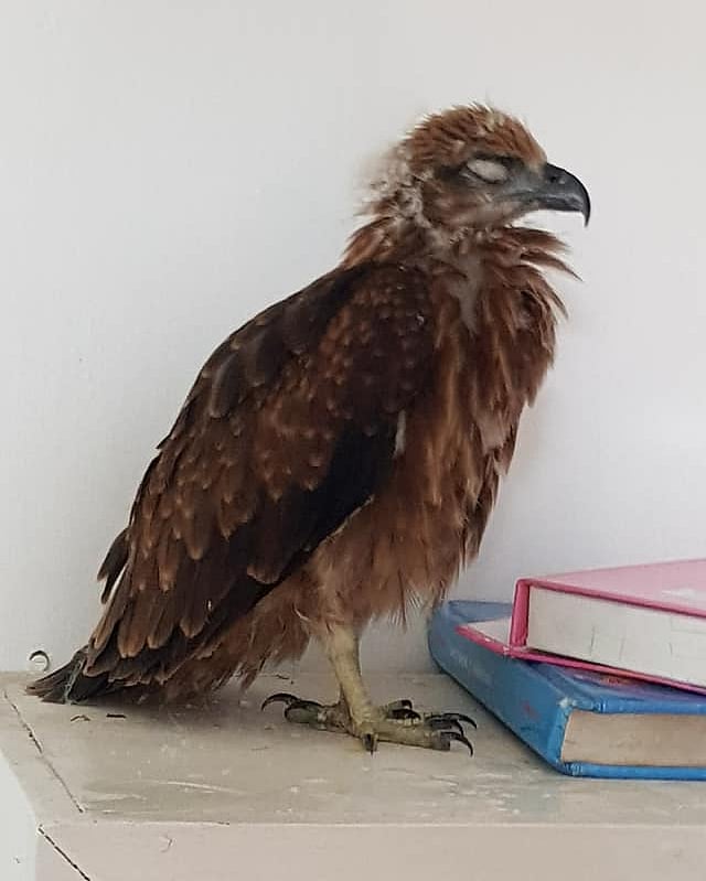 কুড়িয়ে পাওয়ার পর চোখ বুজে থাকত চিলের ছানাটি।