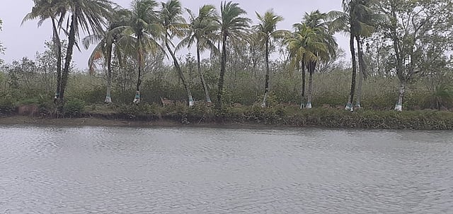 গোসল ও পানের জন্য এই পুকুরের পানিই নীলকমলের বাসিন্দাদের ভরসা।