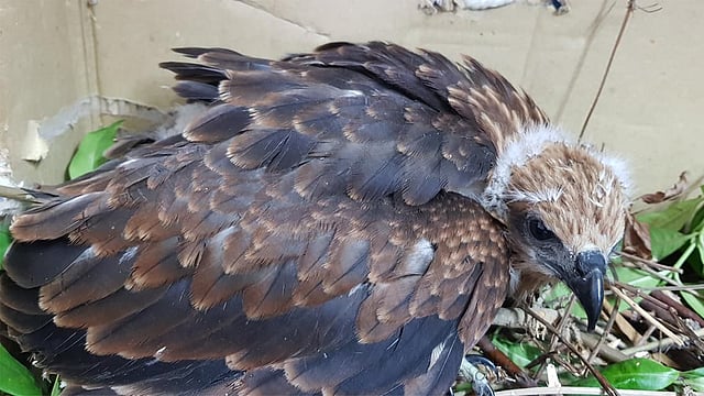 চিলের ছানাটি বেশ ঝরঝরে হয়ে উঠেছে।