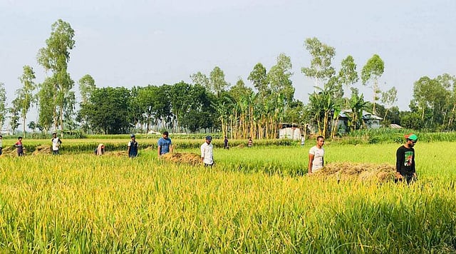 খেতের ধান কাটা শেষে কৃষকের বাড়ি পৌঁছে দিচ্ছেন প্রজন্মের সদস্যরা। সম্প্রতি বগুড়ার গাবতলী উপজেলার সুখানপুকুর এলাকায়। ছবি: সংগৃহীত