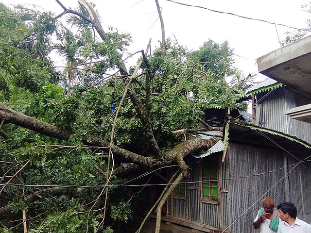 ঝড়ে ভোলার লালমোহন ও চরফ্যাশন উপজেলায় কয়েক শ গাছ উপড়ে পড়েছে।ছবিটি উপজেলার রমাগঞ্জ ইউনিয়ন থেকে তোলা। ছবি: সংগৃহীত