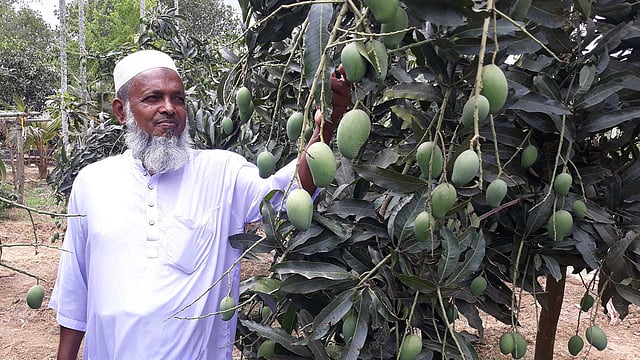 আম বারি-৩, ৪, ৬–সহ বেনানা ম্যাঙ্গোর আবাদ করেছেন নুরুল মাস্টার। ছবি: লেখক