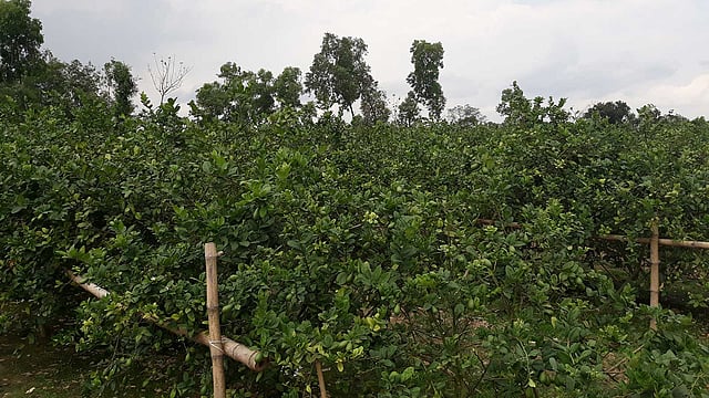 নুরুল মাস্টারের বাগান। ছবি: লেখক