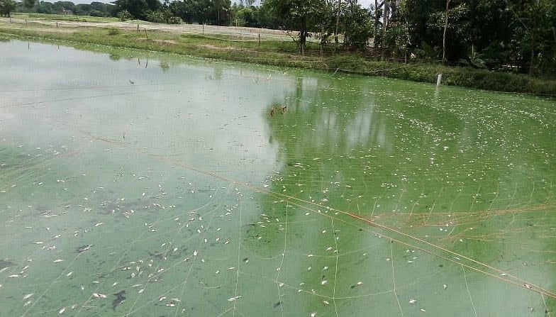 পুকুরে ভাসছে মরা মাছ। নরসিংদীর মনোহরদী উপজেলার দক্ষিণ কাচিকাটা গ্রামের একটি পুকুরে। ছবি: প্রথম আলো