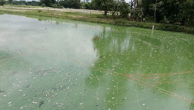 পুকুরে ভাসছে মরা মাছ। নরসিংদীর মনোহরদী উপজেলার দক্ষিণ কাচিকাটা গ্রামের একটি পুকুরে। ছবি: প্রথম আলো
