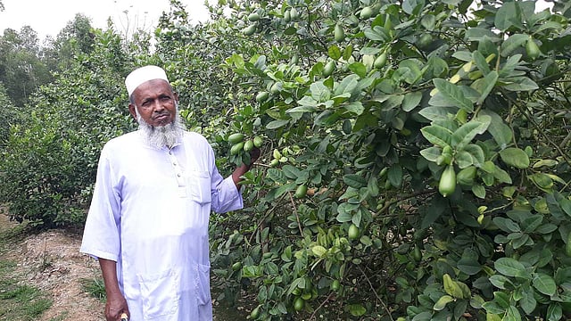 কথিত আছে, লেবুর সাম্রাজ্য ফুলতলা গ্রাম। এই ফুলতালার জমিতে কলম্বো, সিডলেস লেবু, পাতি লেবু, লাচিসহ বিভিন্ন জাতের লেবুর সর্বপ্রথম চাষ শুরু করেন নুরুল ইসলাম। ছবি: লেখক