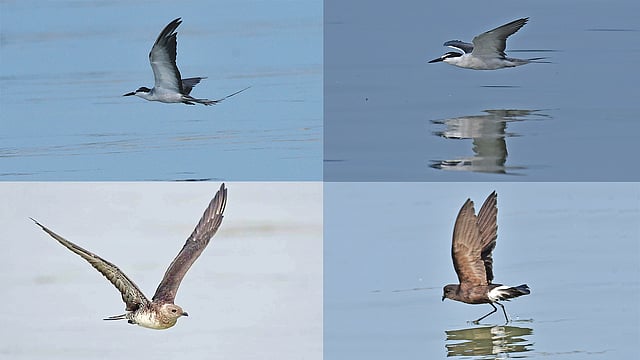 সূটি টার্ন, ব্রাইডেল টার্ন, লং টেইলড জেগার, উইলসনস স্টর্ম পেট্রেল। ছবিগুলো তুলেছেন: মঈনুল আহসান