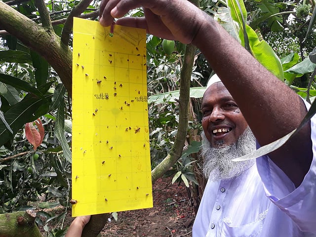 (Russell IPM) নামের একটি বিশেষ আমের পোকা মারার ফাঁদ কৃষক নুরুল লাগিয়েছেন প্রতিটি গাছে। এতে কোনো কীটনাশক ছাড়াই বিষমুক্ত আম পাওয়া যাবে গাছ থেকে। ছবি: লেখক