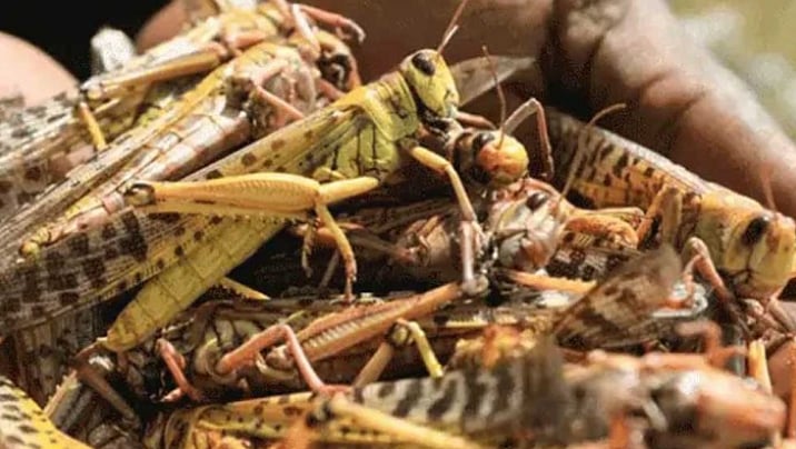 পঙ্গপাল। ছবি: সংগৃহীত