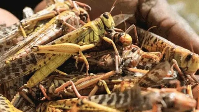 পঙ্গপাল। ছবি: সংগৃহীত