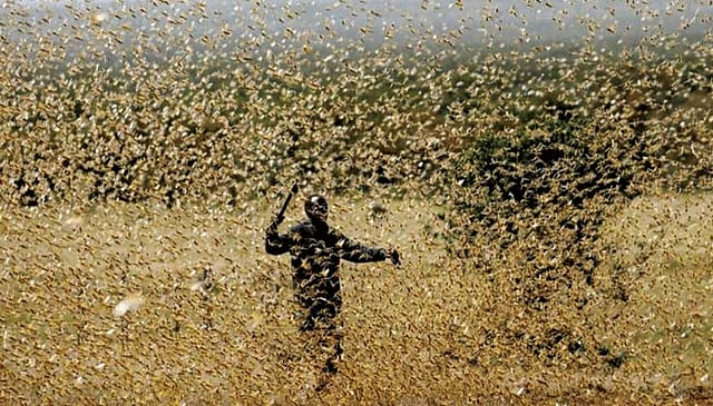 আফ্রিকায় পঙ্গপালের কারণে খাদ্যসংকট বলে মনে করা হয়। ছবি: সংগৃহীত
