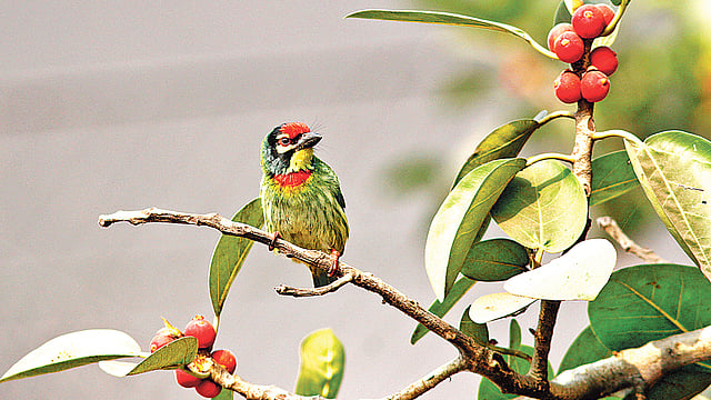 বসন্তবৌরি তাকিয়ে আছে টকটকে লাল বটফলের দিকে।  ছবি: লেখক
