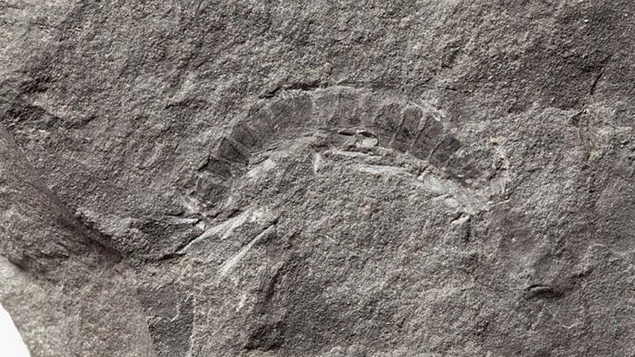 মিলিপেড-সদৃশ প্রাণীর ফসিল । ছবি: রয়টার্স