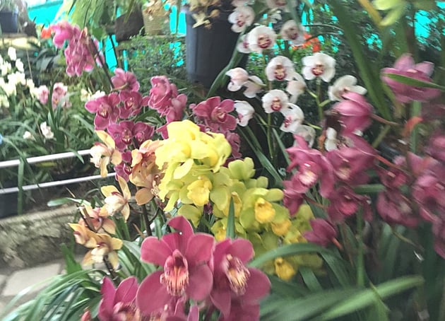 ফ্লাওয়ার এক্সিবিশন সেন্টার, রিজ পার্ক, গ্যাংটক। ছবি: লেখক