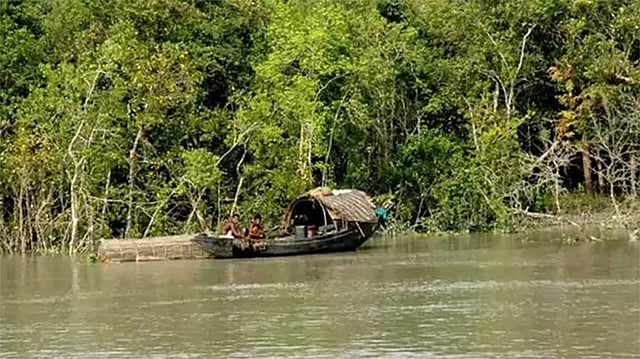 সুন্দরবন। প্রথম আলো ফাইল ছবি