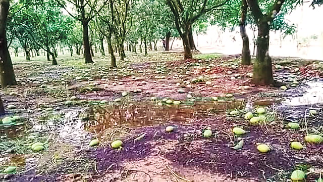 ক্ষতিগ্রস্ত নওগাঁর আম বাগান।