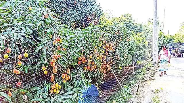 ক্ষতিগ্রস্ত পাবনার একটি লিচুবাগান।