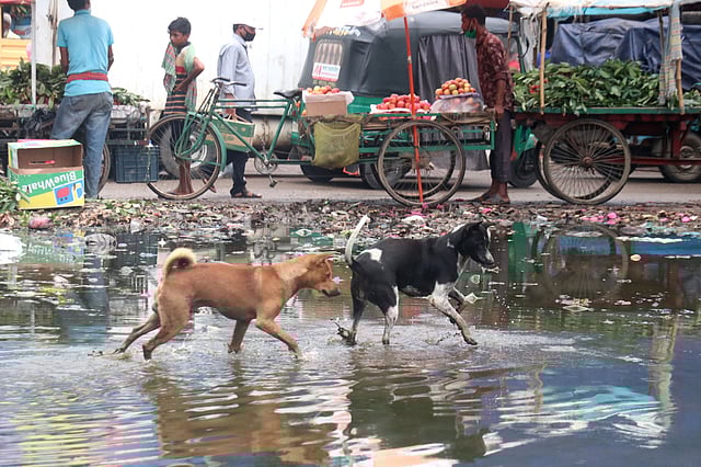জমে আছে বৃষ্টির পানি। সেই পানিতে ব্যাঙ শিকারে নেমেছে দুই ‍কুকুর। কদমতলি, সিলেট, ১০ জুন। ছবি: আনিস মাহমুদ