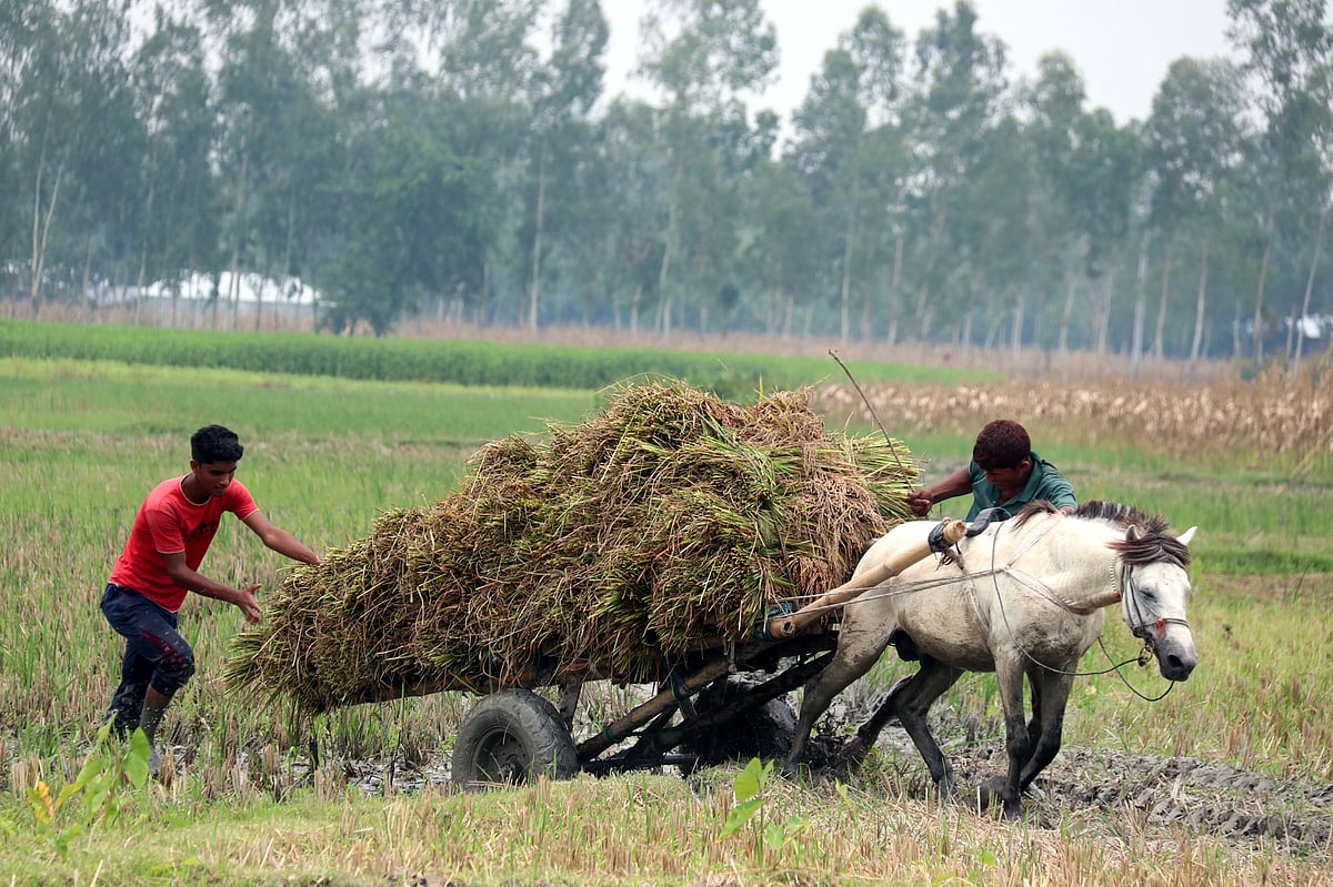 পানি ও কাদা মাড়িয়ে ঘোড়ার গাড়িতে জমি থেকে ধান নিয়ে বাড়ি ফিরছেন কৃষক। সম্প্রতি রংপুরের গঙ্গাচড়ার ভাঙ্গাগড়া এলাকায়। ছবি: মঈনুল ইসলাম