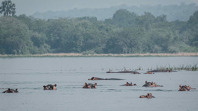 উগান্ডার মারচুরিয়ান ফলসের কাছে ভিক্টোরিয়া নাইলের পানিতে ডুবে আছে কিছু জলহস্তী। গত ২৫ জানুয়ারি তোলা ছবিটি আজ ১০ জুন প্রকাশিত। ছবি: এএফপি