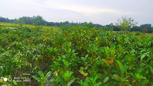 হরিহরপুর গ্রামে ৫ বিঘা জমিতে বিশাল নার্সারি। ছবি: লেখক