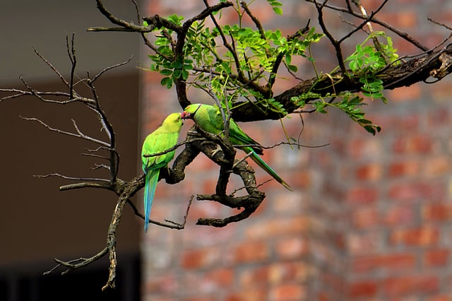 করোনাকালে শহুরে এলাকায় বাসা বেঁধেছে এক জোড়া টিয়া। দুইয়ের মধ্যে চলছে ভাববিনিময়। জেলাপাড়া, পাবনা, ১০ জুন। ছবি: হাসান মাহমুদ