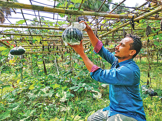 সবজি খেত পরিচর্যায় ব্যস্ত নাজমুল হাসান।  গত শুক্রবার সকালে গাজীপুরের কাপাসিয়া      উপজেলার বানারহাওলা গ্রামে।  ছবি: প্রথম আলো