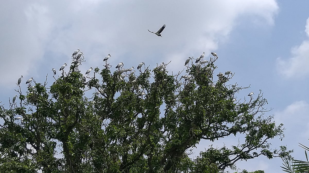 রাজশাহীর বাঘা উপজেলার খোর্দ্দ বাউসা গ্রামের আমবাগানে এ বছরও পাখিরা ফিরতে শুরু করেছে। ছবি: প্রথম আলো