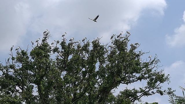 রাজশাহীর বাঘা উপজেলার খোর্দ্দ বাউসা গ্রামের আমবাগানে এ বছরও পাখিরা ফিরতে শুরু করেছে। ছবি: প্রথম আলো