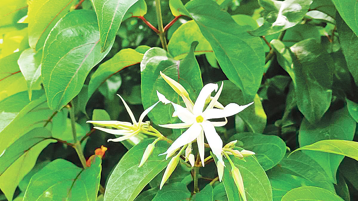 গাজীপুরে ডেকো ইসোর বাগানবাড়িতে ফুটেছে মালতী ফুল। ছবি: লেখক