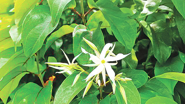 গাজীপুরে ডেকো ইসোর বাগানবাড়িতে ফুটেছে মালতী ফুল। ছবি: লেখক