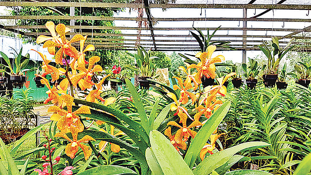 অর্কিড।  ছবি: লেখক