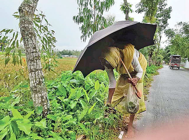 বাড়িতে রান্নার জোগাড় করতে কচুশাক তুলছেন কাশিপুরের বাসিন্দা জামিরন।  ছবি: প্রথম আলো