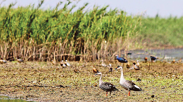উদ্ধার করা বাচ্চা হাঁসের মা–বাবা।  ছবি: লেখক