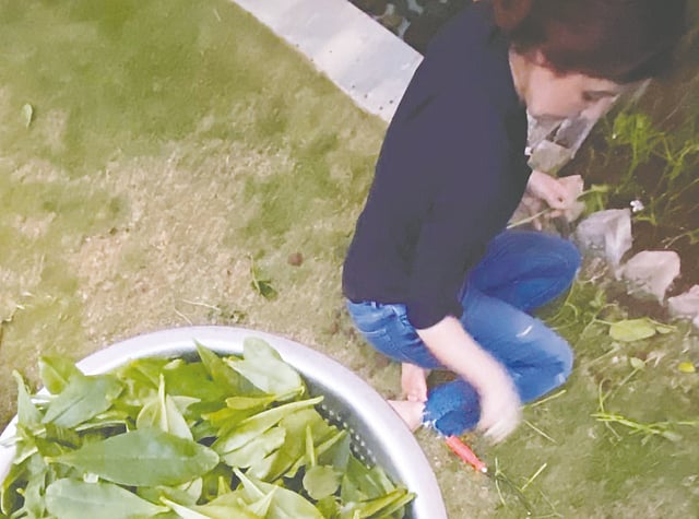 নিজ বাগান থেকে শাক তুলছেন টুইঙ্কেল