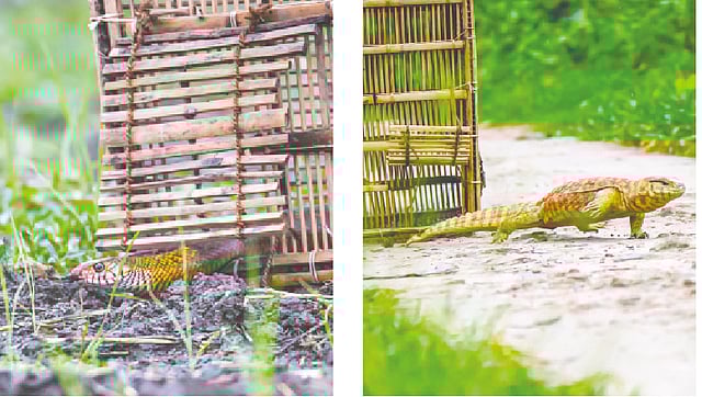 সাপ ও গুইসাপ উদ্ধারের পর ছেড়ে দেওয়া হলো। ছবি: লেখক