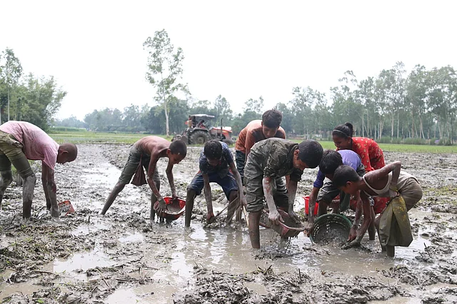 চাষ করা জমির কাদা-পানিতে আটকে থাকা মাছ ধরছে শিশু-কিশোরেরা। মুক্তাপাড়া, রংপুর, ২৭ জুন। ছবি: মঈনুল ইসলাম