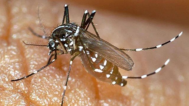 মিশিগানে ‘এশিয়ান টাইগার’ নামের একধরনের মশার আতঙ্ক বেড়েছে। ছবি: এএফপি