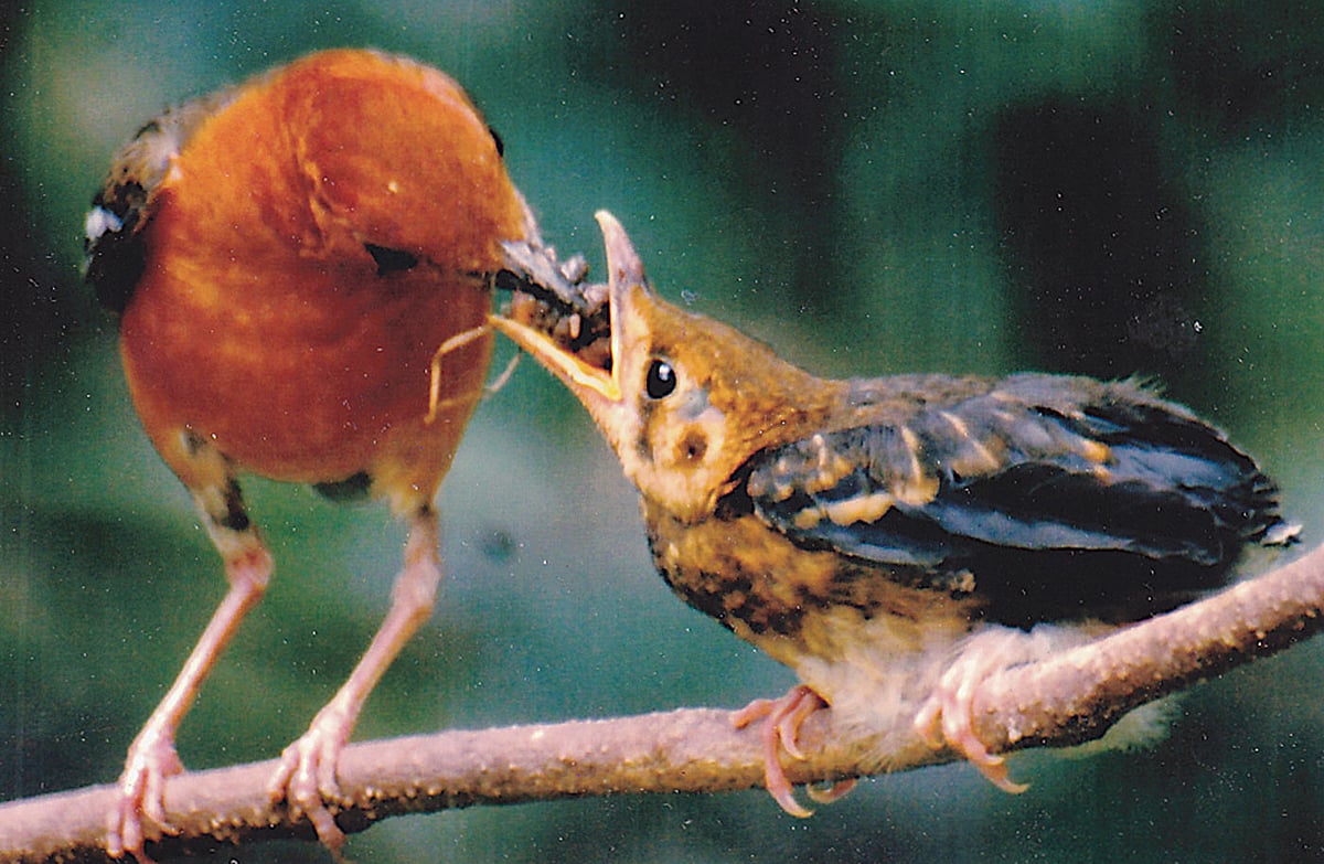 ছানাকে খাওয়াচ্ছে কমলা বউ। ছবি: বাংলাদেশ ওয়াইল্ড লাইফ ক্লাব