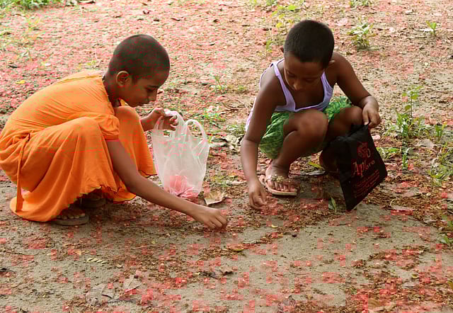 গাছতলায় ঝরে পড়েছে হিজল ফুল। তা দেখে আকৃষ্ট হয়ে মালা তৈরির জন্য কুড়িয়ে নিচ্ছে দুই শিশু। জেল বাগান এলাকা, বগুড়া, ৩ জুলাই। ছবি: সোয়েল রানা