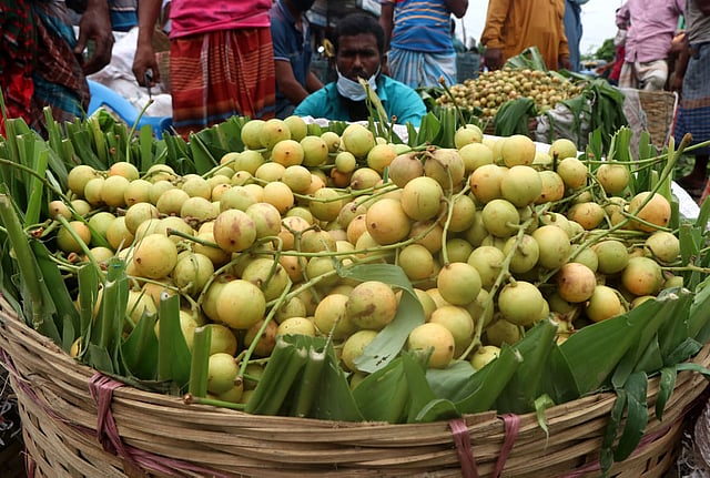 বাজারে উঠেছে লোভনীয় ফল লটকন। পাইকারিতে প্রতি মণ ১৫০০ থেকে ৩০০০ টাকায় বিক্রি হচ্ছে। স্টেশন সড়ক, বগুড়া, ৩ জুলাই। ছবি: সোয়েল রানা
