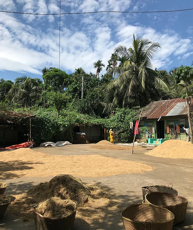 উঠোনে ধান। ছবি: সংগৃহীত