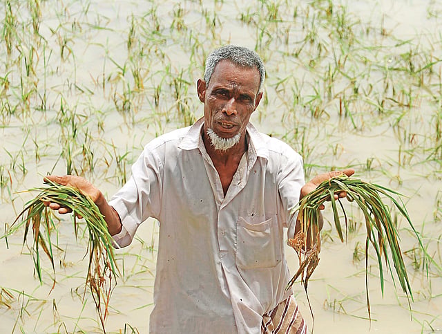 পাহাড়ি ঢলে নষ্ট হয়ে গেছে আউশ ধানের চারা। ২০ হাজার টাকা জলে ভেসে গেছে কৃষক আবদুস শুকুরের। শনিবার দুপুরে সিলেটের গোয়াইনঘাট উপজেলার আলীরগাঁওয়ে।  ছবি: আনিস মাহমুদ